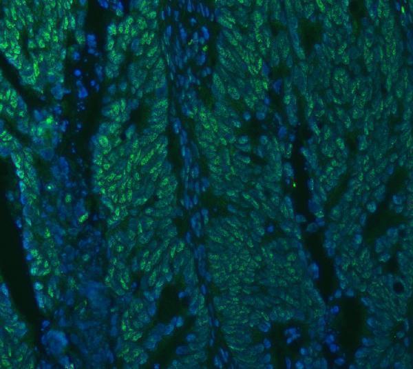 a08780 2 snrpa primary antibodies if testing 21