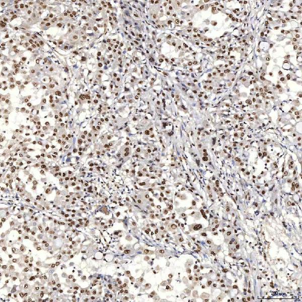 a08780 2 snrpa primary antibodies ihc testing 10