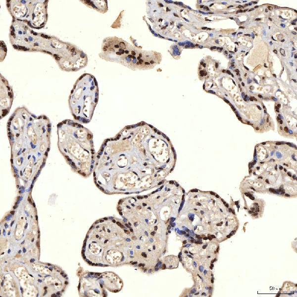 a08780 2 snrpa primary antibodies ihc testing 11