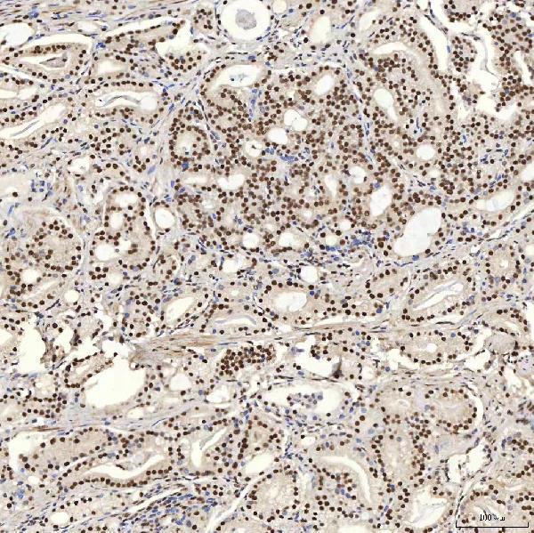 a08780 2 snrpa primary antibodies ihc testing 12