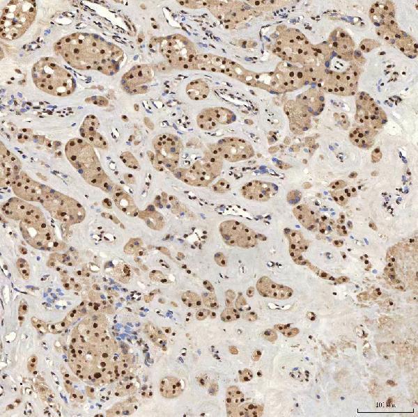 a08780 2 snrpa primary antibodies ihc testing 13