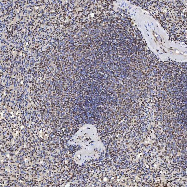 a08780 2 snrpa primary antibodies ihc testing 14