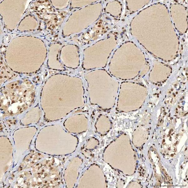 a08780 2 snrpa primary antibodies ihc testing 15