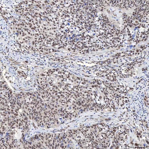 a08780 2 snrpa primary antibodies ihc testing 16