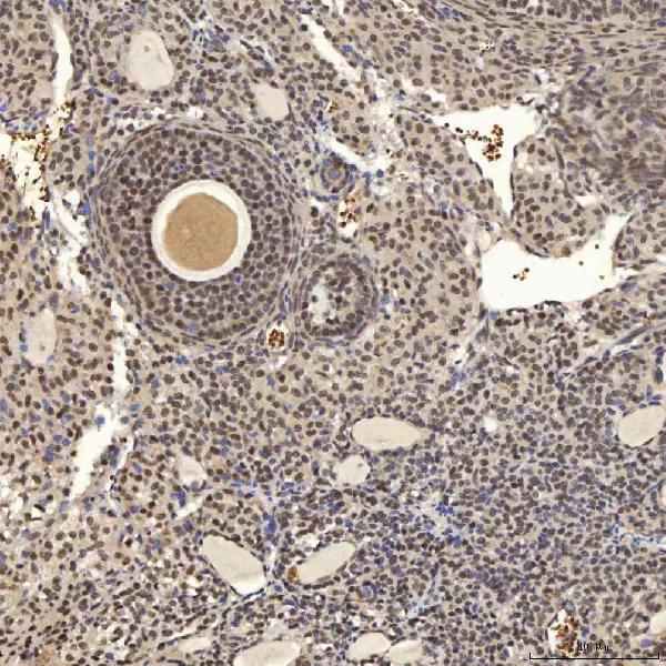 a08780 2 snrpa primary antibodies ihc testing 17