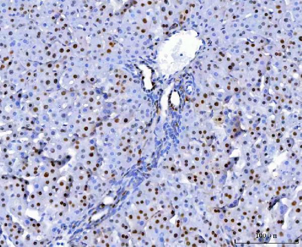 a08780 2 snrpa primary antibodies ihc testing 19