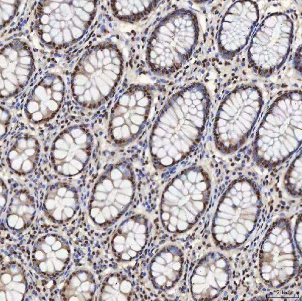 a08780 2 snrpa primary antibodies ihc testing 4