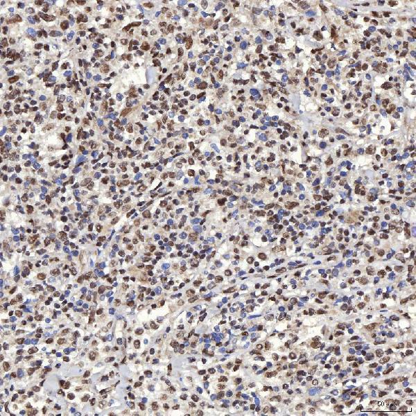 a08780 2 snrpa primary antibodies ihc testing 5