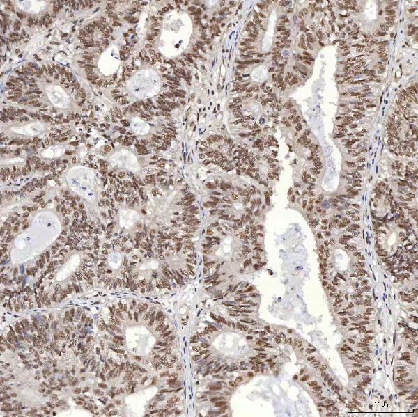a08780 2 snrpa primary antibodies ihc testing 6