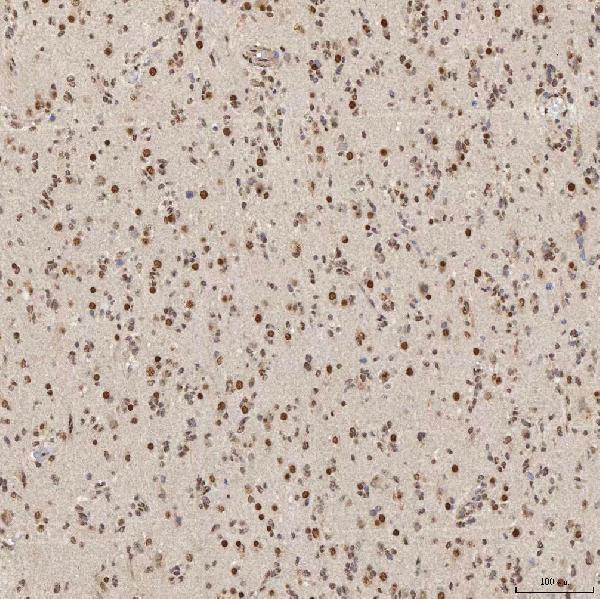 a08780 2 snrpa primary antibodies ihc testing 7