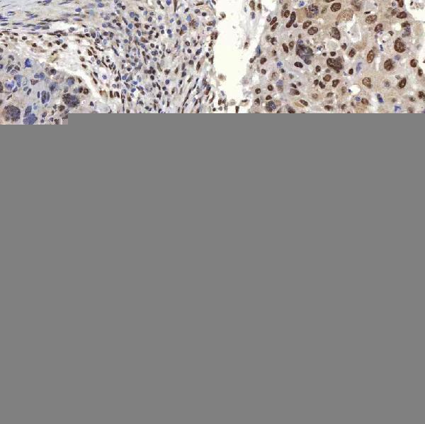 a08780 2 snrpa primary antibodies ihc testing 8