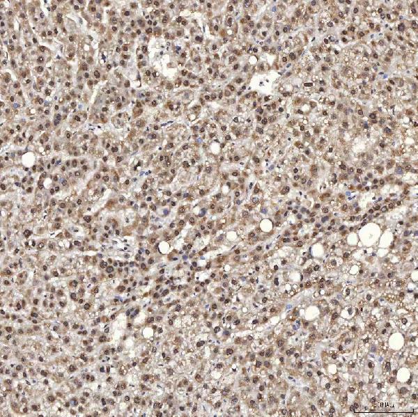 a08780 2 snrpa primary antibodies ihc testing 9