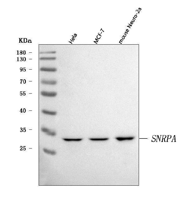  Western blot analysis of U1A/SNRPA using anti-U1A/SNRPA antibody (A08780-2)