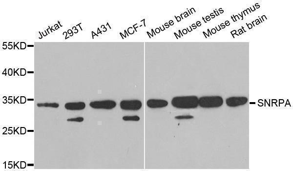 a08780 snrpa primary antiboties wb testing 1