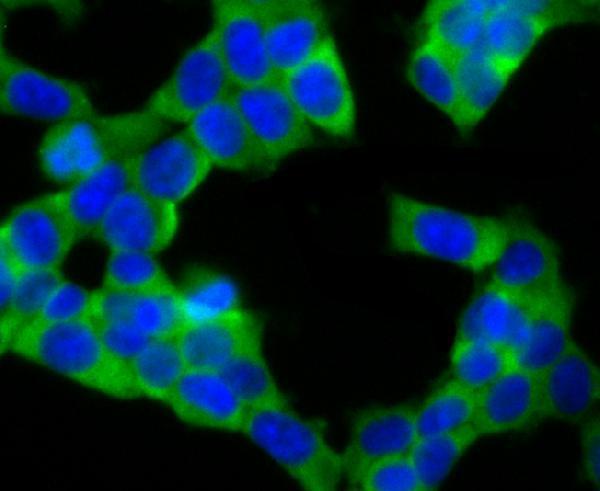 ICC staining UQCRFS1 in 293T cells (green)