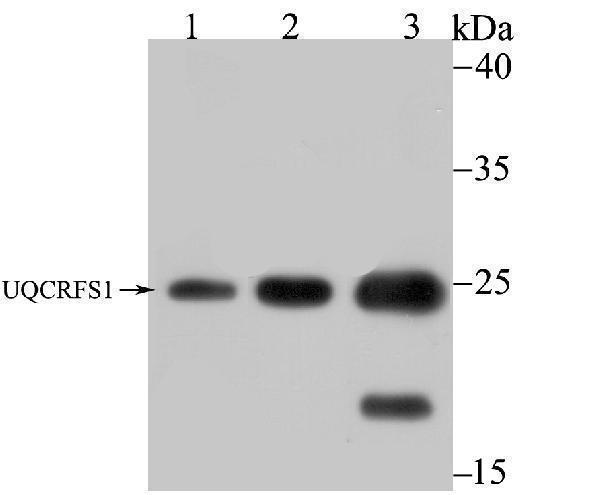 Western blot analysis of UQCRFS1 on different lysates using anti-UQCRFS1 antibody at 1/1,000 dilution