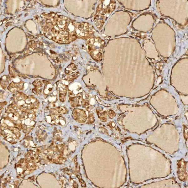 a08783 2 snx4 primary antibodies ihc testing 4