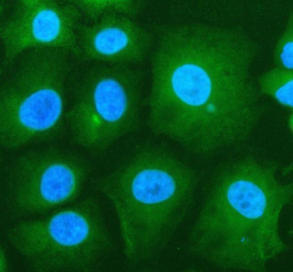 IF analysis of F2RL2 using anti-F2RL2 antibody (A08784-2)
