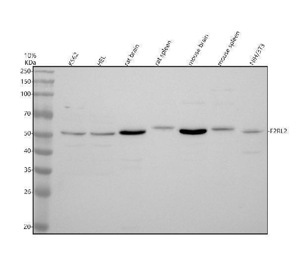 Western blot analysis of F2RL2 using anti-F2RL2 antibody (A08784-2)