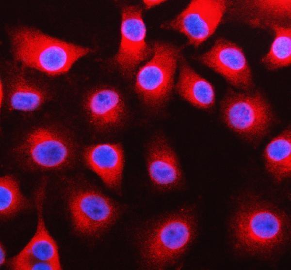 a08788 1 drp2 primary antibodies if testing 1