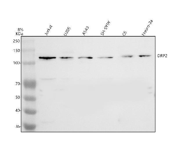a08788 1 drp2 primary antibodies wb testing 1