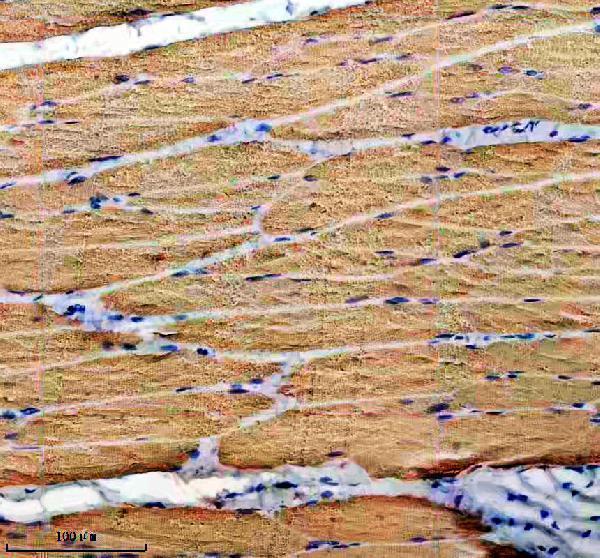 a08789 1 myl1 primary antibodies ihc testing 3