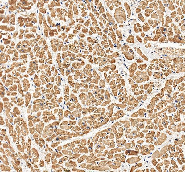 a08789 1 myl1 primary antibodies ihc testing 4