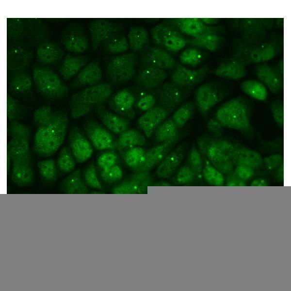 a08794 ppm1e primary antibodies icc testing 3