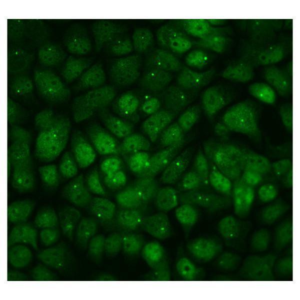 a08794 ppm1e primary antibodies icc testing 3_1