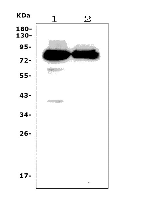 a08794 ppm1e primary antibodies wb testing 1