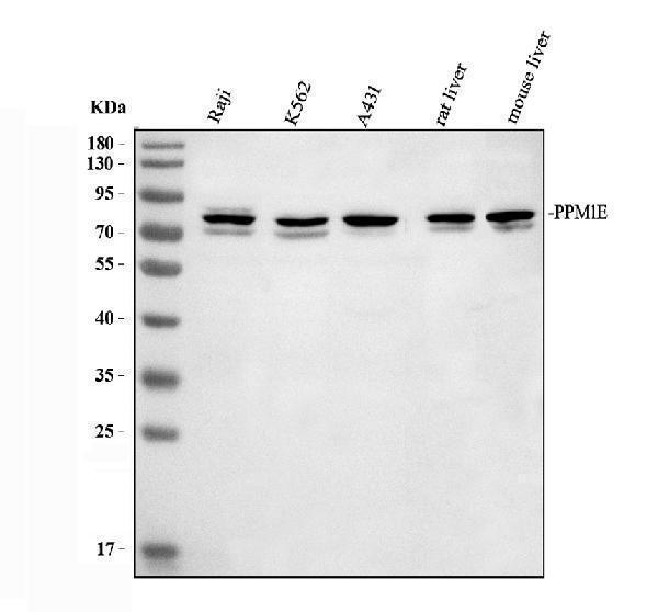 a08794 ppm1e primary antibodies wb testing 1_1