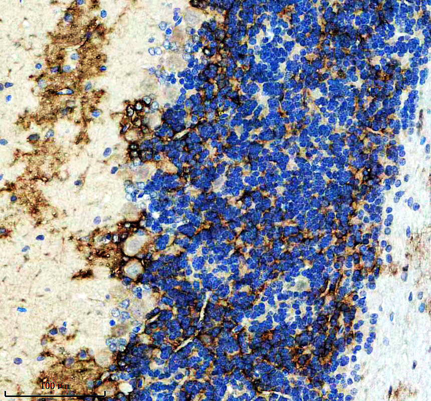 IHC analysis of KCNJ12/18 using anti-KCNJ12/18 antibody (A08795-1)