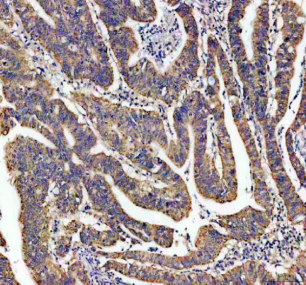 IHC analysis of FAF2 using anti-FAF2 antibody (A08797-2)