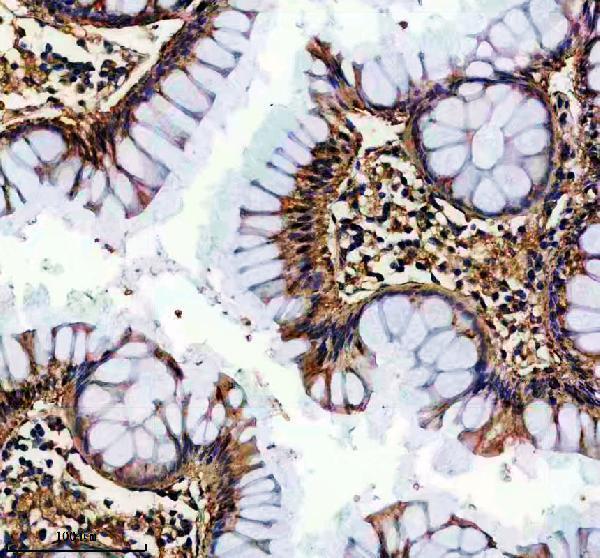 IHC analysis of FAF2 using anti-FAF2 antibody (A08797-2)