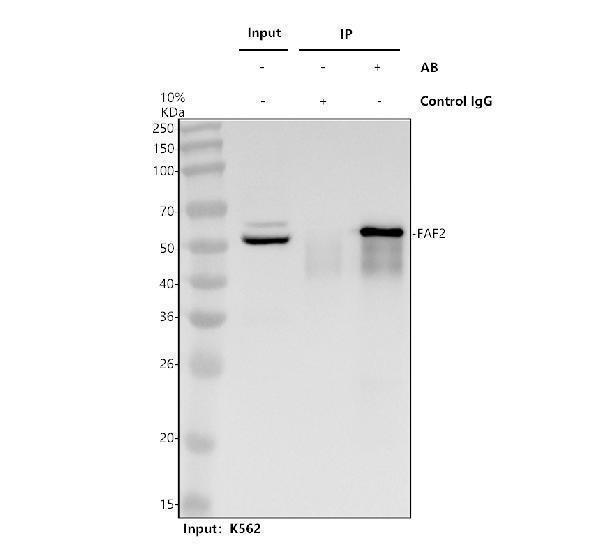 a08797 2 faf2 primary antibodies ip testing 1