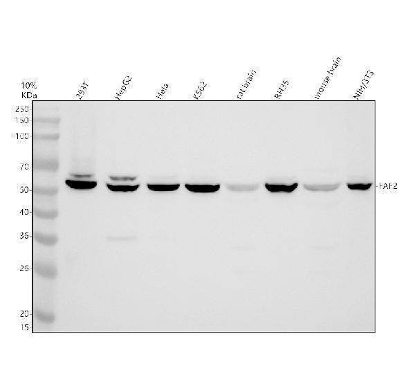 Western blot analysis of FAF2 using anti-FAF2 antibody (A08797-2)