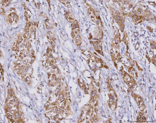a08798 1 plxdc2 primary antibodies ihc testing 4