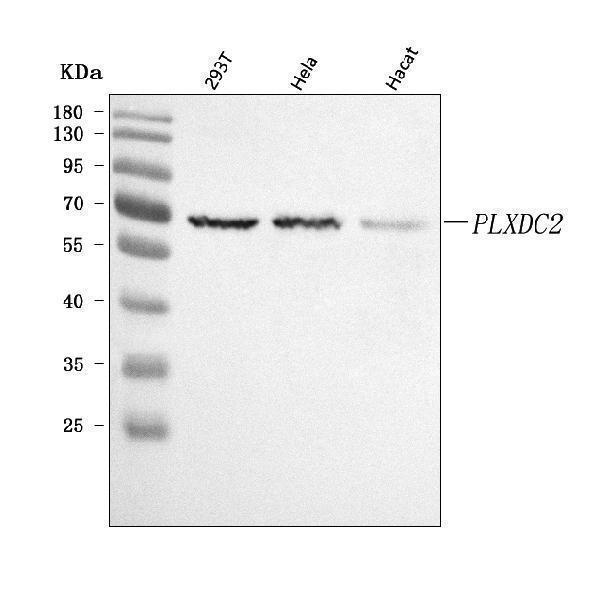 a08798 1 plxdc2 primary antibodies wb testing 1