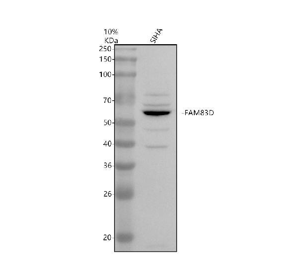 Western blot analysis of FAM83D using anti-FAM83D antibody (A08800-1)