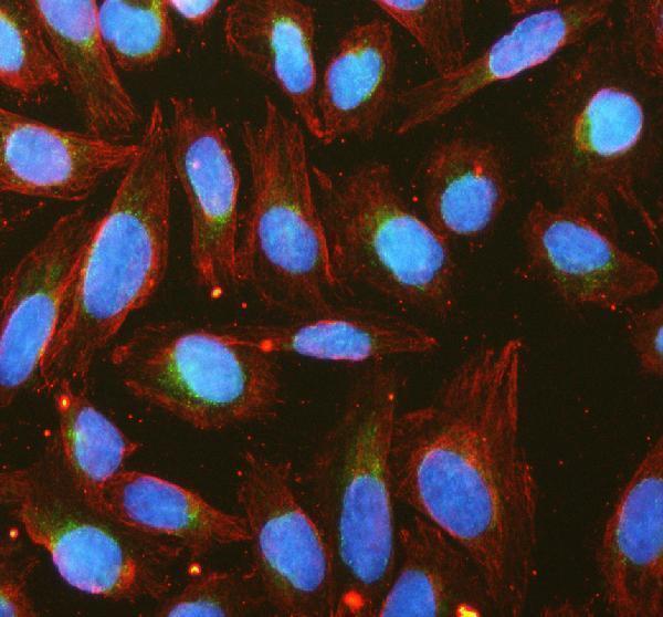 a08801 1 rhot2 primary antibodies if testing 7