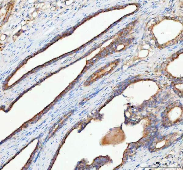 a08801 1 rhot2 primary antibodies ihc testing 2