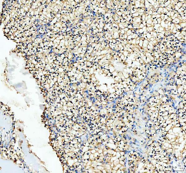 a08801 1 rhot2 primary antibodies ihc testing 4