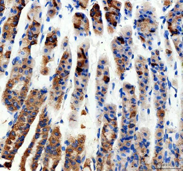 a08801 1 rhot2 primary antibodies ihc testing 5