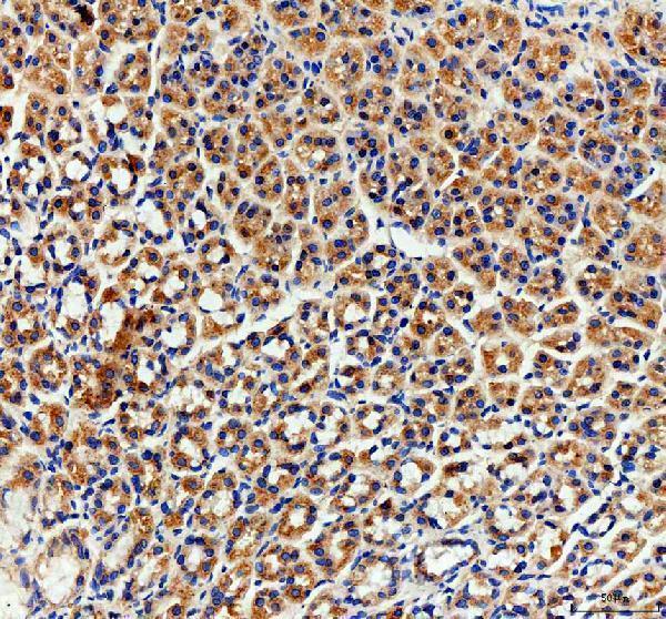 a08801 1 rhot2 primary antibodies ihc testing 6