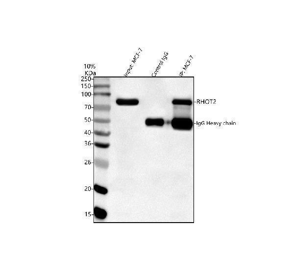 a08801 1 rhot2 primary antibodies ip testing 8