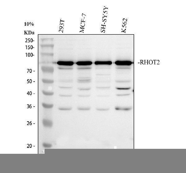a08801 1 rhot2 primary antibodies wb testing 1