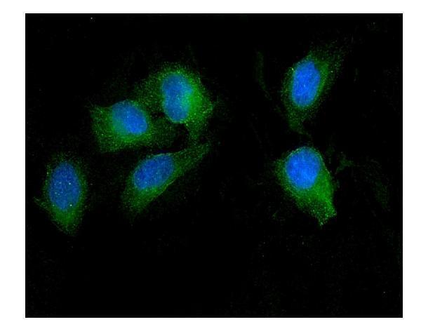  IF analysis of SEZ6L using anti-SEZ6L antibody (A08803-1)