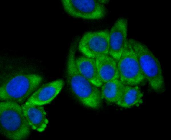 ICC staining Tetranectin in HepG2 cells (green)
