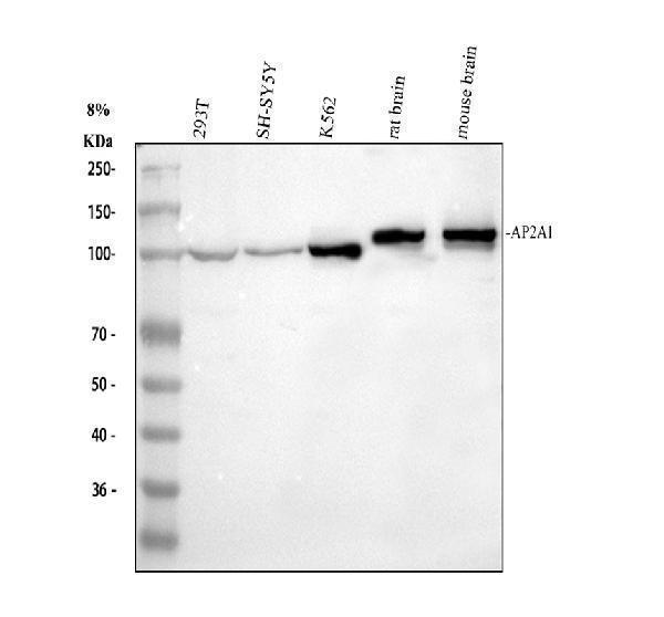 Western blot analysis of AP2A1 using anti-AP2A1 antibody (A08806-1)