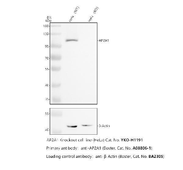 a08806 1 ap2a1 primary antibodies wb testing 2